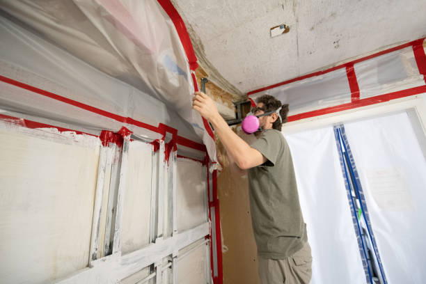 Trusted Mountainside, NJ Mold Removal Experts