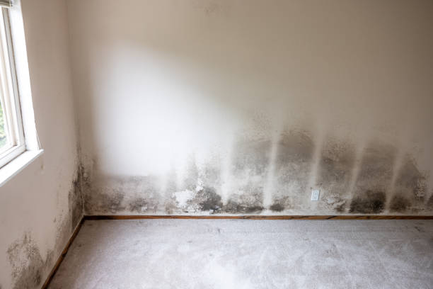 Asbestos and Lead Testing During Mold Inspection